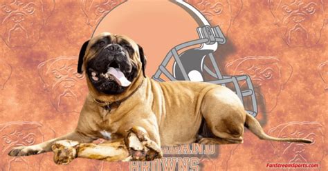 Cleveland Browns Urged To End Live Mascot Tradition After Death of ...