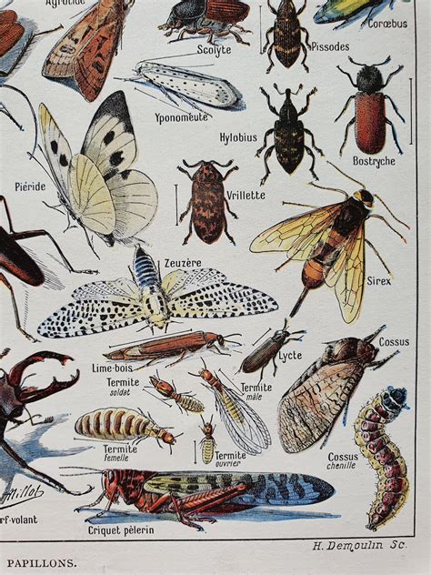 1949 INSECTS Illustrated vintage poster Old original poster | Etsy