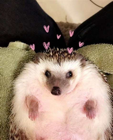 Funny hedgehog, Cute hedgehog, Hedgehog pet