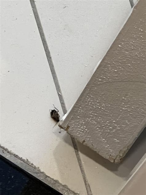 Help! Are these cockroaches? They look pretty different but scared they