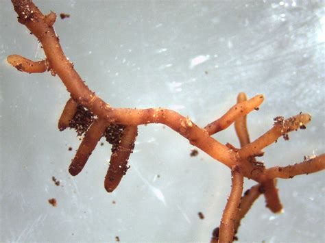 Micorrize Ectomycorrhiza Fungo · Foto gratis su Pixabay