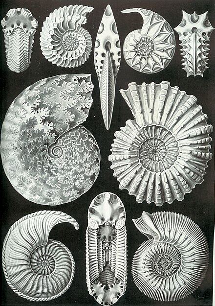 Ammonoidea - Wikipedia