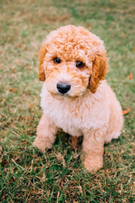 How Much Does A Mini Goldendoodle Cost? [Full Breakdown] - The Doodle Guide