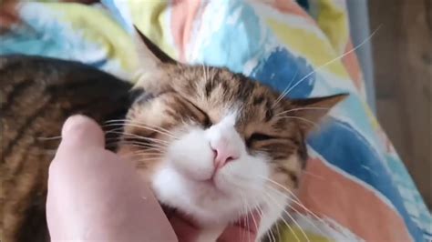 У кожного котика свій характер🐈🐈‍⬛🥰 - YouTube