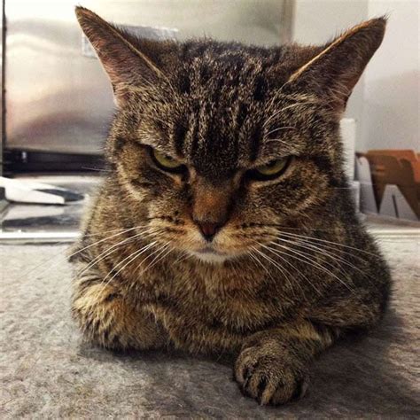 12 Pictures Of The World’s Angriest Cats Ever - We Love Cats and Kittens