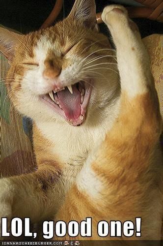 Cat Laughing