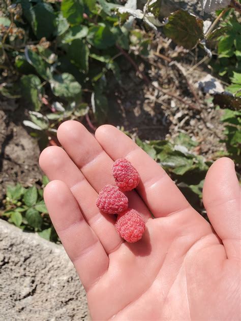 Summer fruiting raspberries - General Fruit Growing - Growing Fruit