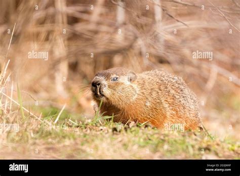 Rodent teeth hi-res stock photography and images - Alamy