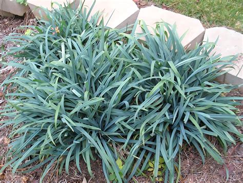 Carex laxiculmis 'Hobb' (Bunny Blue ®) | Sedge Bunny Blue ® | {1-Gallon