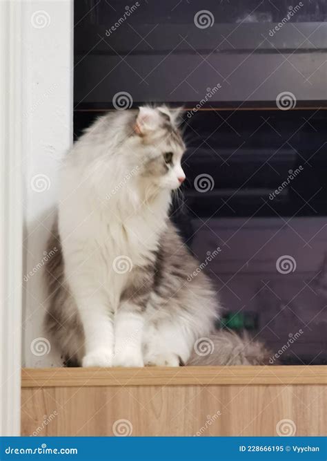 cats with curls 3