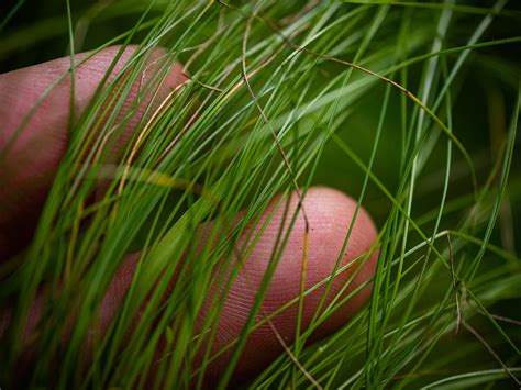 Eleocharis tenuis var. tenuis (Slender Spikerush) - FSUS