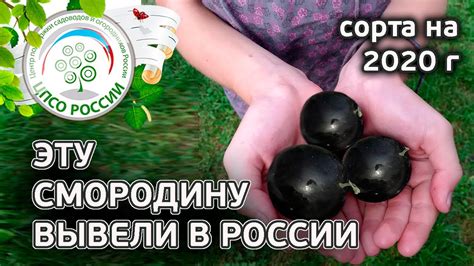 Новые урожайные сорта смородины. Какие сорта смородины выбрать в 2020 ...