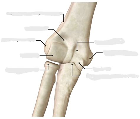 Elbow Anatomy Diagram | Quizlet