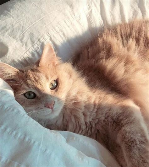 Котики - 57 фото