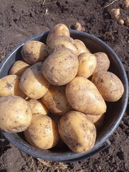 Продам картошку 12 л ведро 300 руб, в мешке 4 ведра. Картошка крупная ...