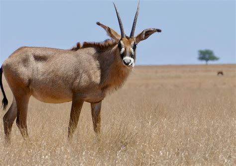 Definitive Guide To Roan Antelope Facts, Habitat, Conservation Status, Zoo Populations, Pictures ...