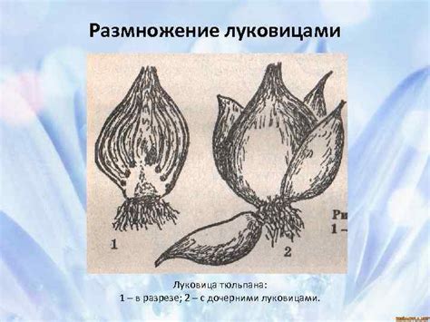 Вегетативное размножение цветочных культур Вегетативное размножение