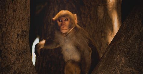 Brown Monkey · Free Stock Photo