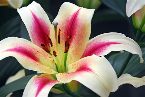 Celebrate the Year of the Lily with These Amazing Photos - National ...