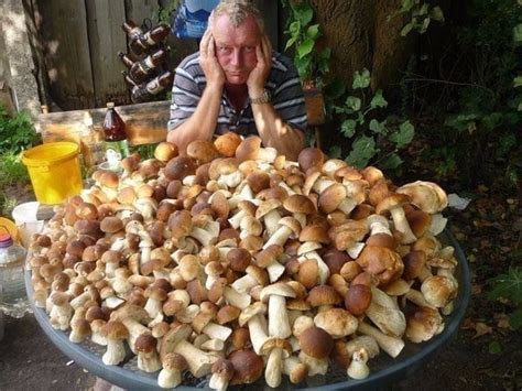 Прикольные картинки про грибников (35+ фото) • Лучшие картинки
