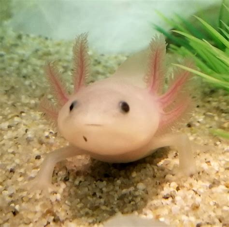 The Mexican Salamander; how breeders and scientists are helping to save ...