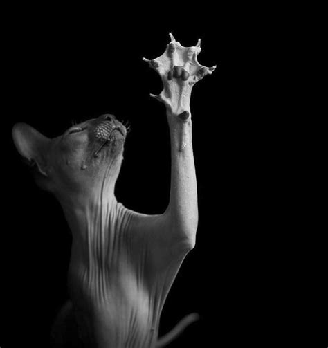 The Mysterious Lives Of Cats Captured In Black & White | Bored Panda