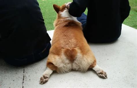 8 Corgi Haircuts & Grooming Styles in 2026 – Dogster