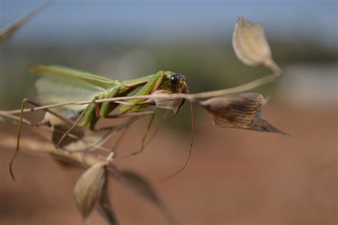 photography, mantis, insect, Fly, Praying Mantis, wing, fauna, close up