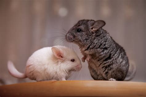 How to Tell if a Chinchilla Is Pregnant: 8 Signs to Look For - McKinney ...