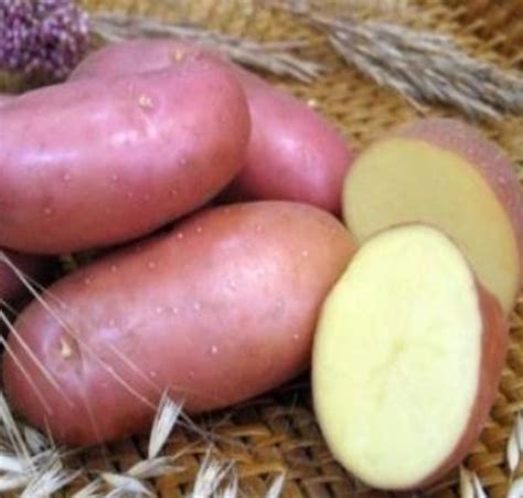 Семенной картофель Ред Скарлет купить в Смоленске