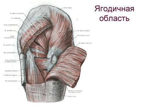 Топографическая анатомия нижней конечности - презентация онлайн