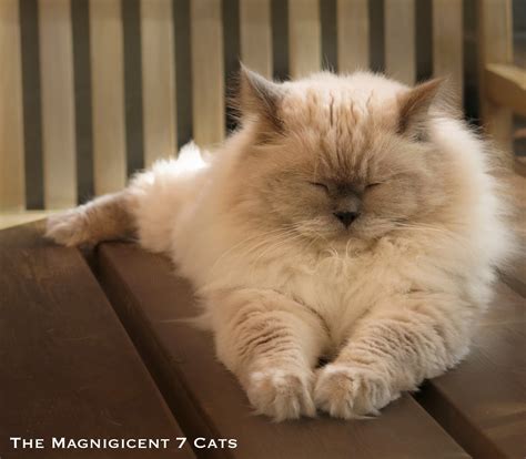 Hypoallergenic Cats For Sale Ottawa - Funny Cats