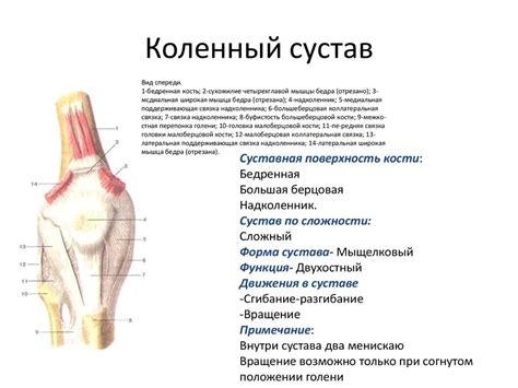 Суставы - презентация онлайн
