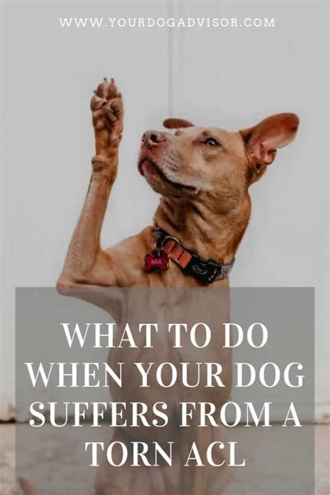 how to tell if your dog tore their acl