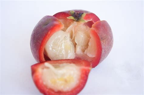 Garcinia indica / IPlantz