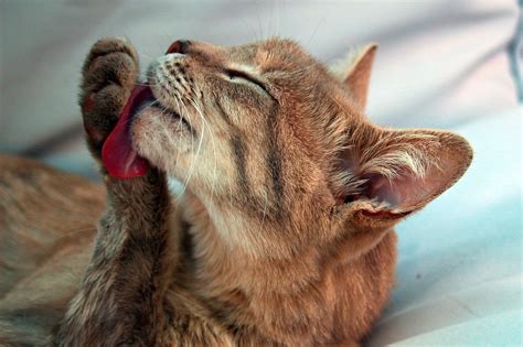 lick nature images pixabay