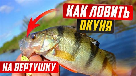 Окунь на вертушку, щука на вертушку, ловля окуня на спиннинг. - YouTube