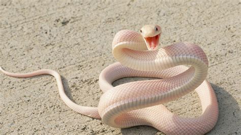 pink snake hd wallpapers top  pink snake hd backgrounds