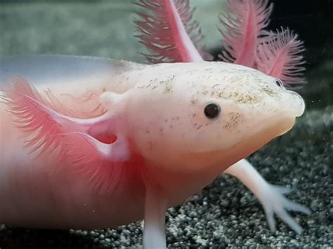 Axolotl at emaze Presentation