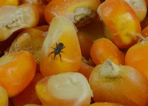 maize weevil control  treatments   home yard  garden
