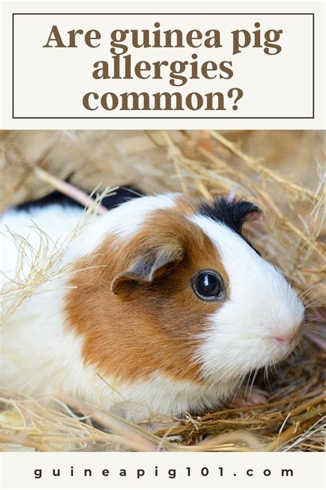Do guinea pigs like to be petted and how to pet them correctly