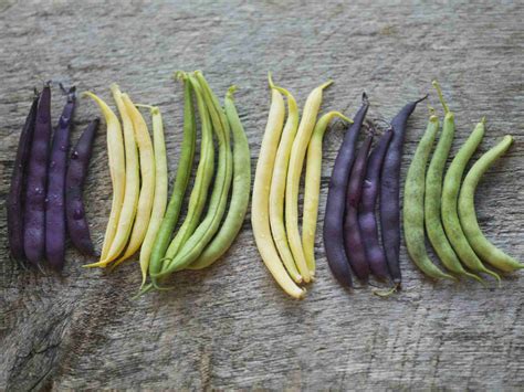 Guide to Beans from Green to Purple to Varieties