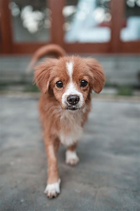 kokoni dog stock   royalty  stock   dreamstime