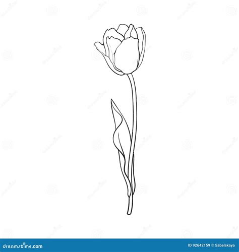 Hand Drawn of Side View Black and White Tulip Flower Stock Vector - Illustration of flower ...