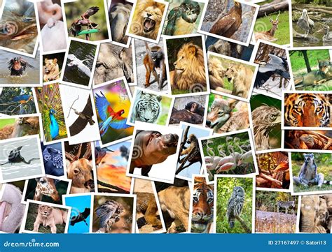 Different animals collage stock image. Image of assortment - 27167497