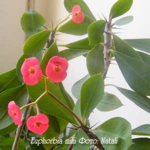 Молочай Euphorbia - виды, уход и проблемы выращивания