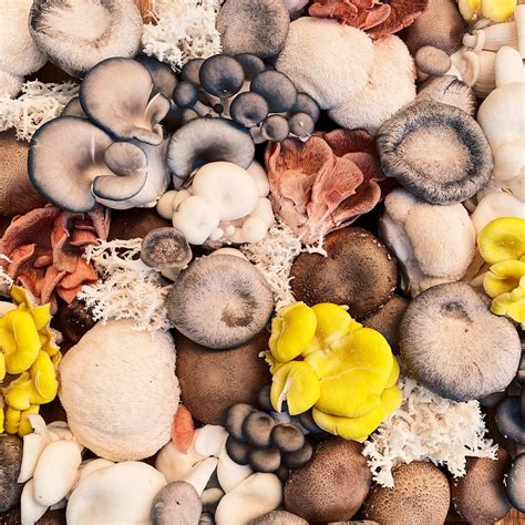 This Mushrooms Store Carries The Rarest Fungi In The World - RYZE Superfoods