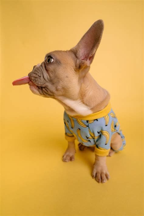 Dog Education - Why do dogs lick? | Nuesta Pets