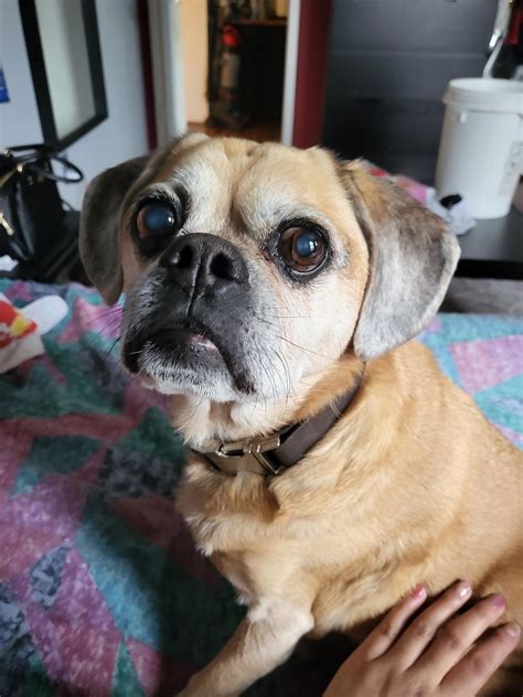 Our big eyed baby, Pudge. : r/Puggle