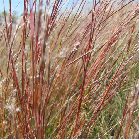 Blaze Little Bluestem Prairie Grass Plant - Schizachyrium scoparium - 4